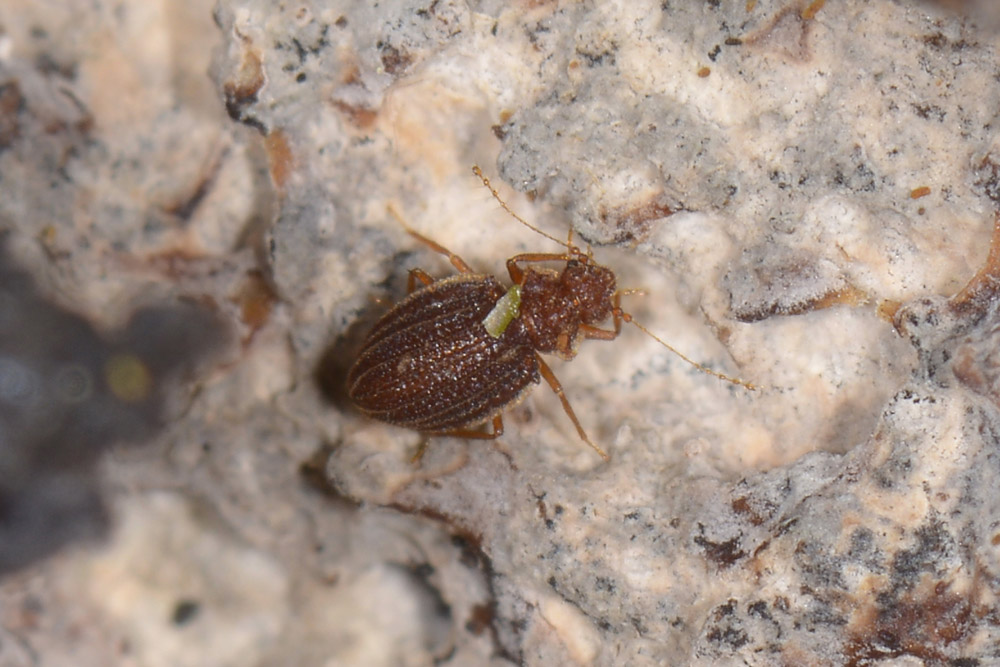 Dasycerus sulcatus - Staphylinidae